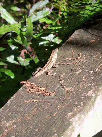 Corkscrew Swamp Sanctuary (Naples) - What to Know Before You Go (with ...