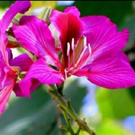 Jual pohon pelidung/peneduuh, pohon bunga kupu-kupu. tinggi 3 mtr ...