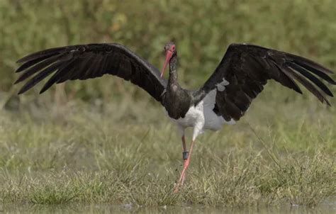 Download wallpaper nature, bird, wings, bracelet, steps, DUELL ...