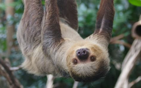 Image result for Linne's Two-Toed Sloth