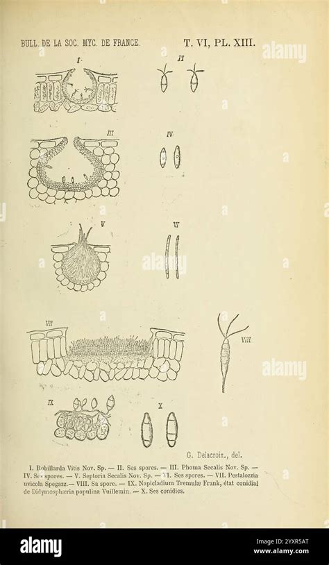 Microscopic Life Forms 的图像结果