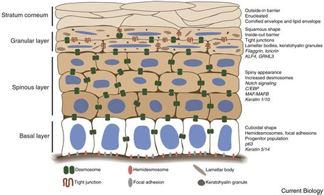 Epidermis Structure Cell And Layers Of A Human Skin 17,600+ Layers Of