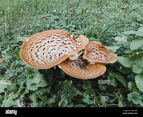 A Cerioporus squamosus mushroom, also known as dryad's saddle and ...