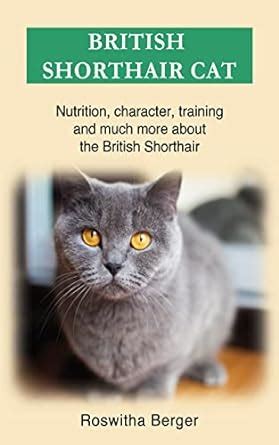 British Shorthair cat: Nutrition, character, training and much more ...