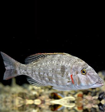 Central Marine Fisheries Research Institute | Home