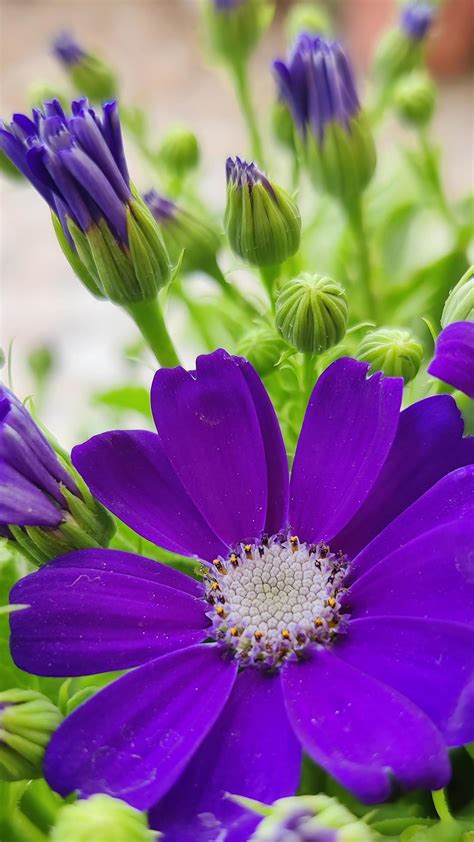Purple Color Flower Wallpaper