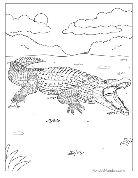 38 Crocodile Coloring Pages (Free PDF Printables)