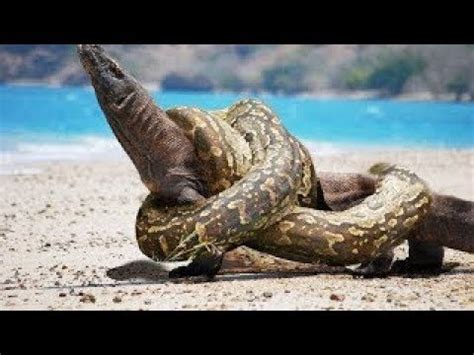 Image result for YouTube Leopard vs Python