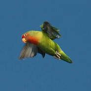 Image result for Inseparable De Fischer