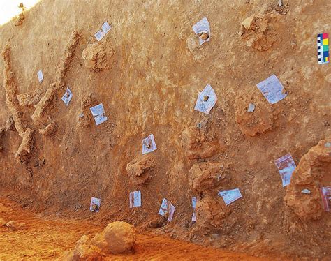 Arrival of the first Indian