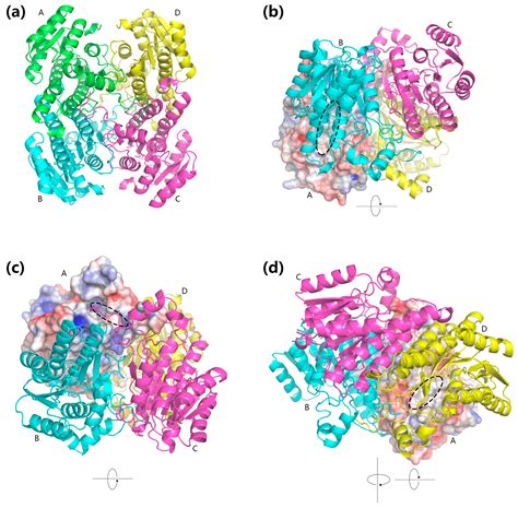 Biochemical and Computational Insights on a Novel Acid-Resistant and ...