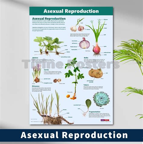 Asexual Reproduction In Plants Plant Reproduction — The Biology