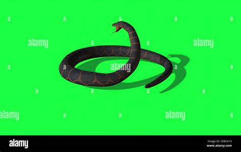 Image result for Python Snake Background Patterns