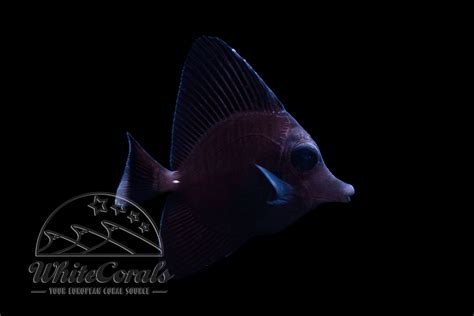 Zebrasoma rostratum - Schwarzer Segelflossen-Doktor - online kaufen