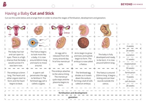 Image result for A Flowchart That Show the Process of Conception