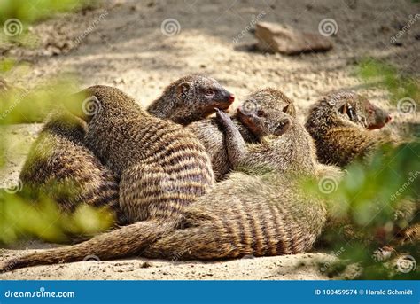 Family of Six Banded Mongooses Huddled Together in the Desert Sand ...