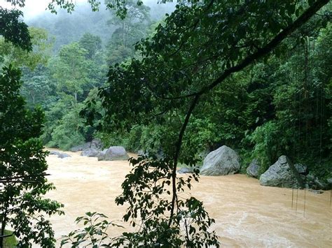 BAYANG ROOT BRIDGE (2025) All You Need to Know BEFORE You Go (with ...