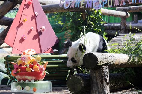 莫斯科动物园为“如意”和“丁丁”庆生-搜狐大视野-搜狐新闻