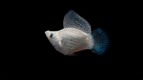 Common Mistakes in Molly Tank Setup and How to Avoid Them