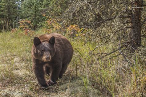 Image result for Video Camera Box