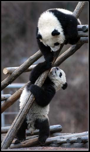 组图：在树上玩耍的小熊猫崽_新闻中心_新浪网
