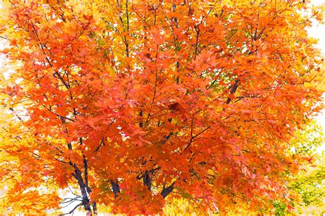 Image result for Tree Explosion