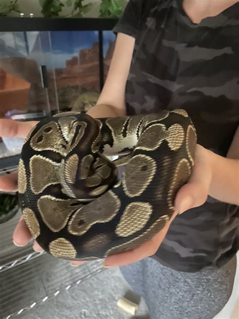 Wicked Wicked Reptiles Ball Python 的图像结果