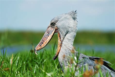 The Shoebill: Or, the Most Terrifying Bird in the World | Audubon
