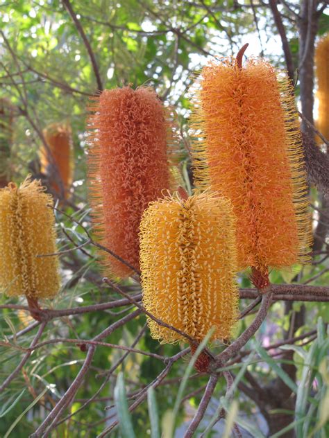 Banksia - Australian Wildflower