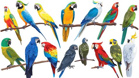 Premium Photo | A set of illustrations of different types of parrots The parrots are all perched ...