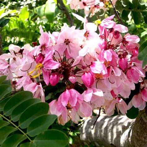 Buy Cassia Seeds online from Nurserylive at lowest price.