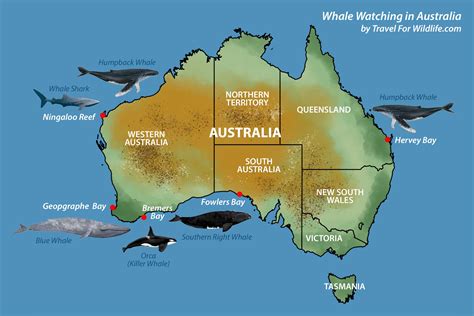 Killer Whale Migration Map