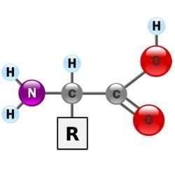 Biomolecules Chapter Notes - Biology Class 11 - NEET PDF Download