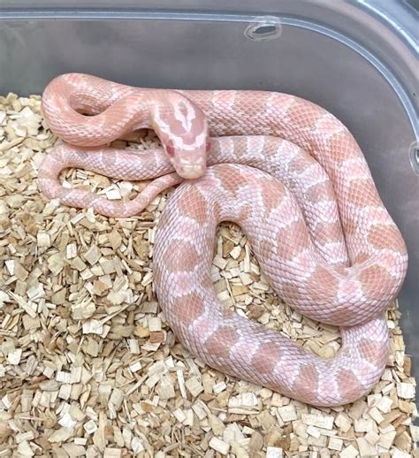 pink corn snake | Corn snake, Pet snake, Pretty snakes