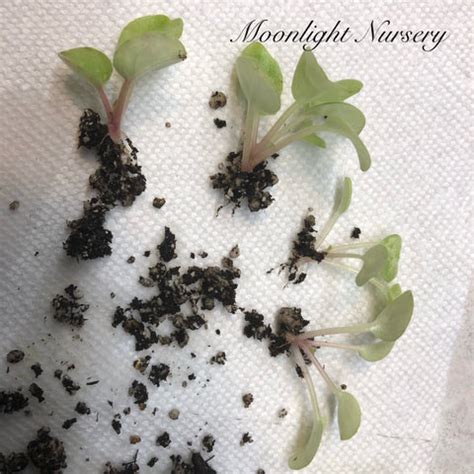 Image result for Plantlets Examples