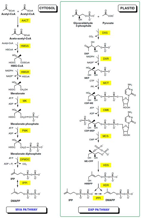 Ursolic Acid—A Pentacyclic Triterpenoid with a Wide Spectrum of ...