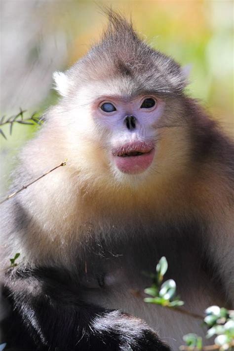 小猴子图片素材免费下载 - 觅知网