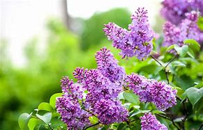 Image result for Animals in Lilacs
