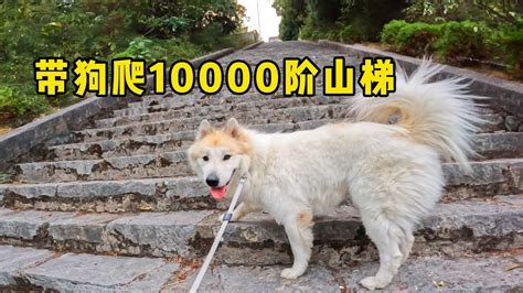 带狗爬10000阶山梯，人狗的腿都哆嗦了