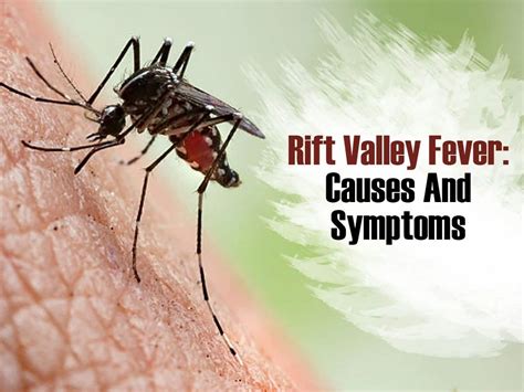 Rift Valley Fever Spreading Fast In Kashmir Through Mosquitoes: WHO ...