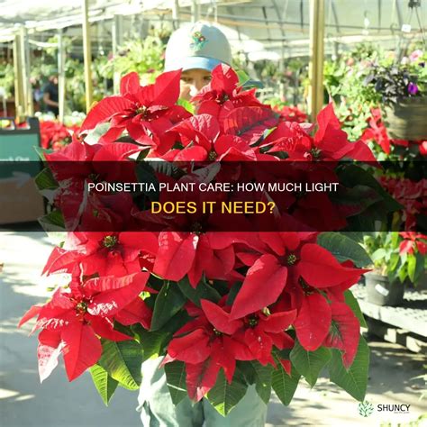 Poinsettia Plant Care: How Much Light Does It Need? | ShunCy