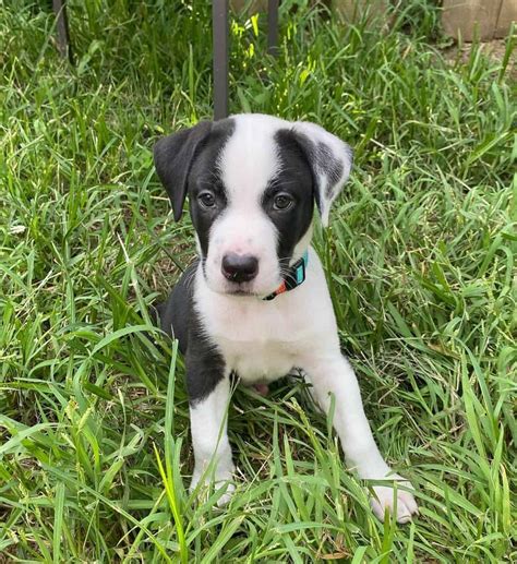 White Pitbull With Brown Spots