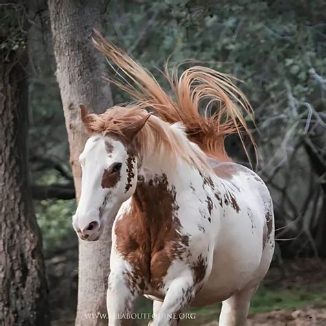 Discover the Legendary Bond of Frank T. Hopkins and Hidalgo