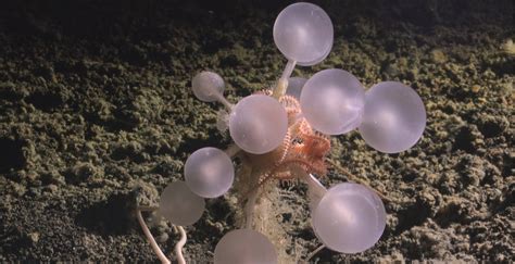 Pokémon Legends Z-A Mega Mewtwo Unlock Method Leaked