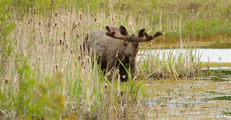 Will the summer-long drizzle dampen hunting in the Alaska Interior ...