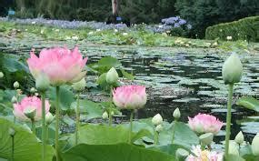vedic-lifestyle/food/flowers/lotus - Indian Scriptures