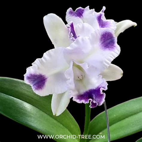 Buy Cattleya Orchids Online India | Cattleya Orchid | Orchid-tree ...