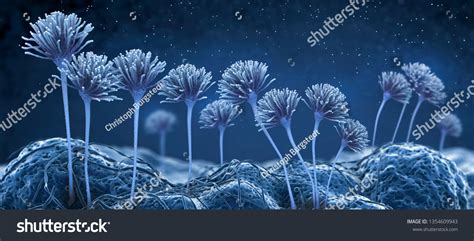 Mold Under Microscope 的图像结果