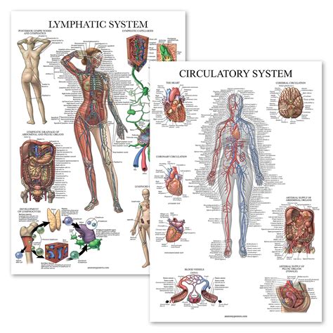 Buy Palace Learning 2 Pack - Circulatory System & Lymphatic System ...