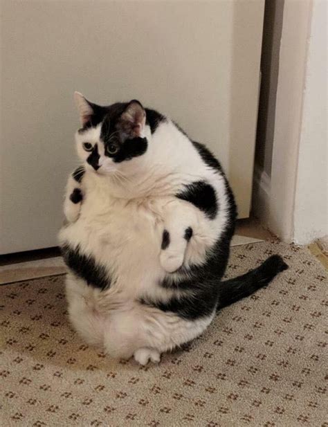 It's my bedtime here is fat cat : memes